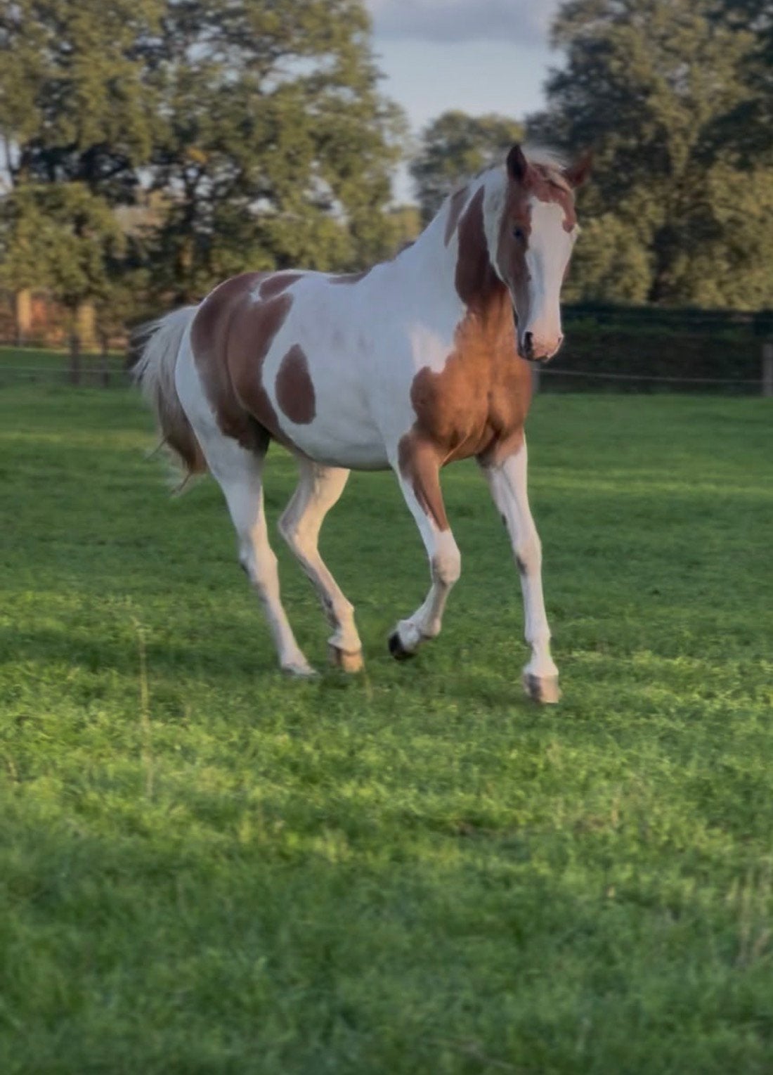 Pony te koop, Dieren en Toebehoren, Merrie, Zadelmak, D pony (1.37m tot 1.48m), 3 tot 6 jaar