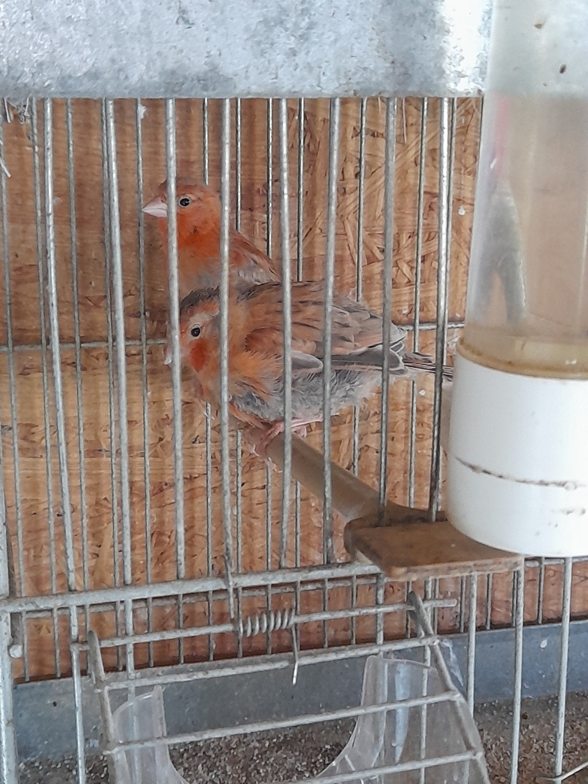 Kanarie, Geslacht onbekend