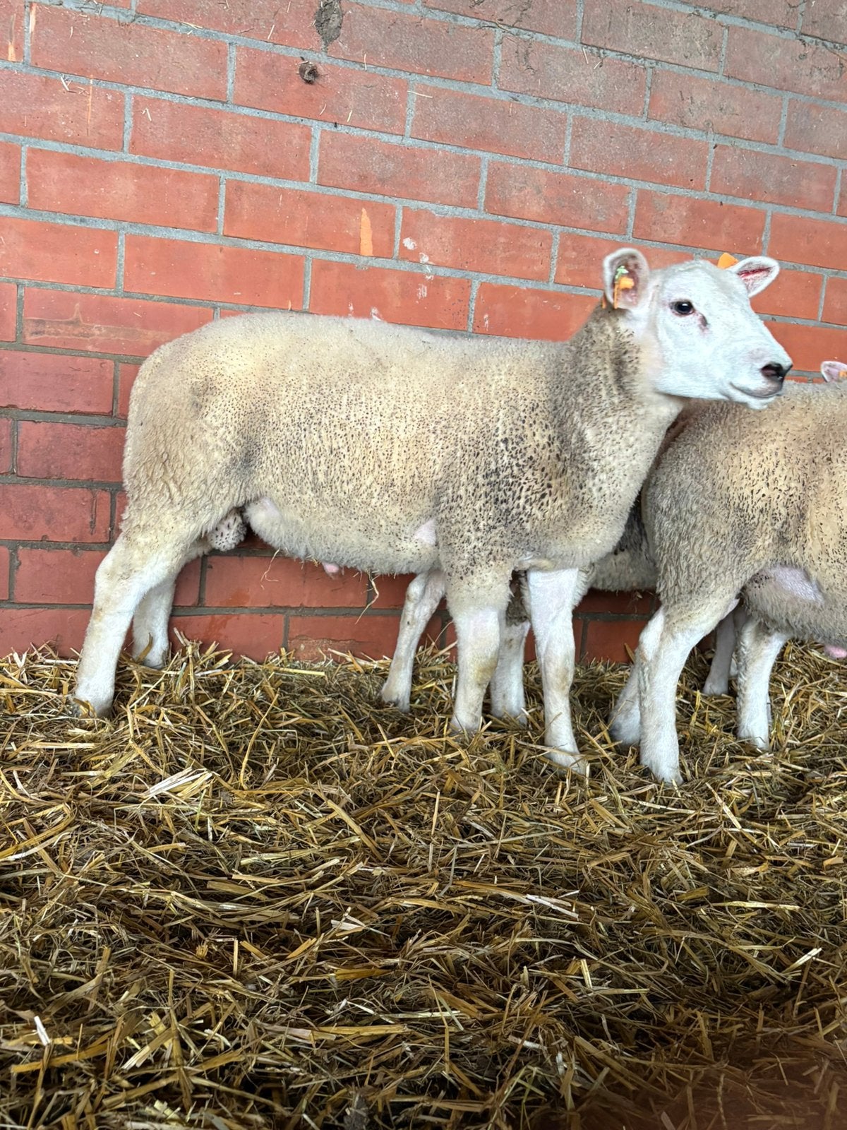 Dekrammen te koop ‼️NIET VOOR SLACHT ‼️, Dieren en Toebehoren, Mannelijk, Schaap