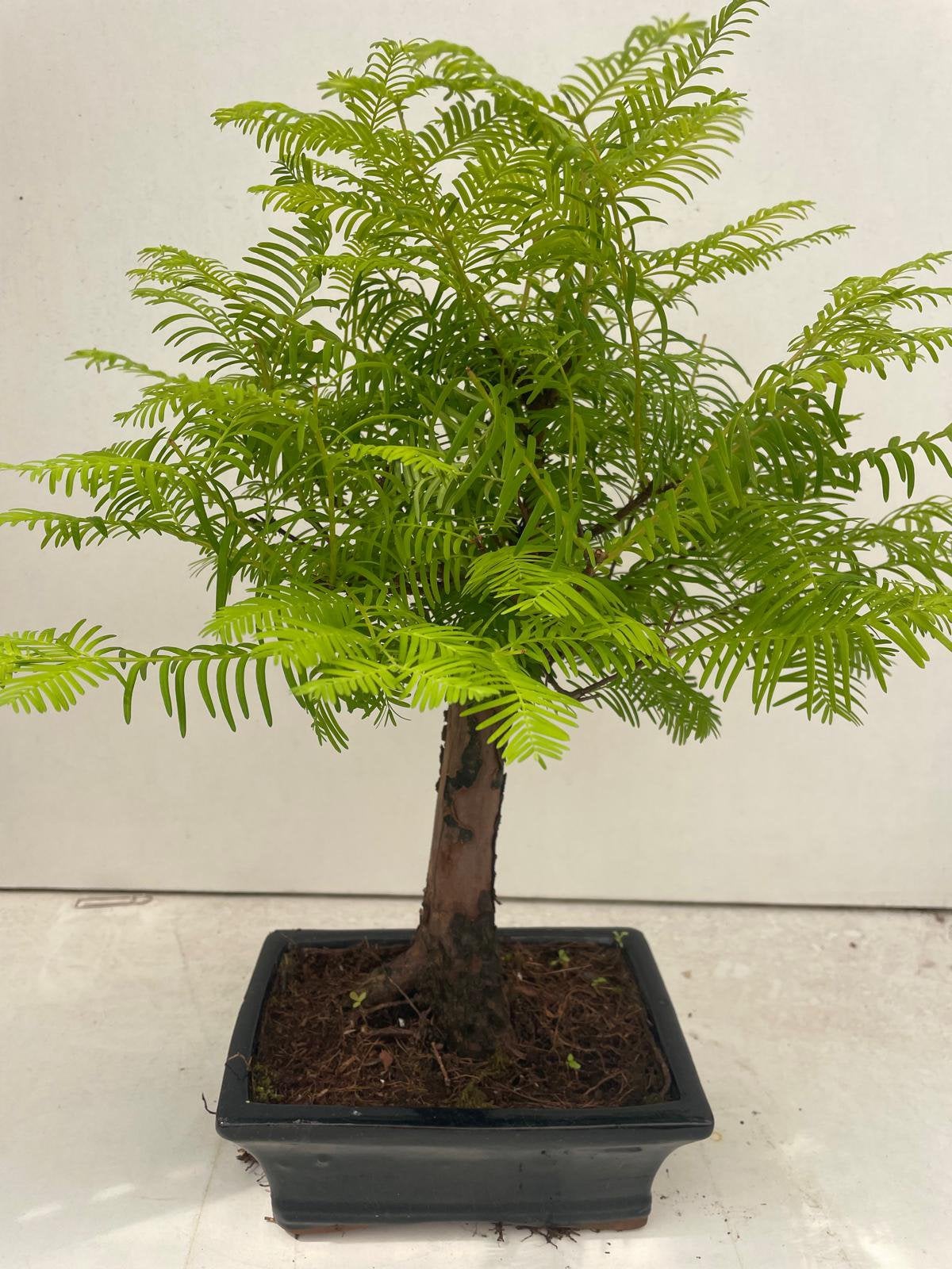 Metasequoia Bonsai, Tuin en Terras, Ophalen