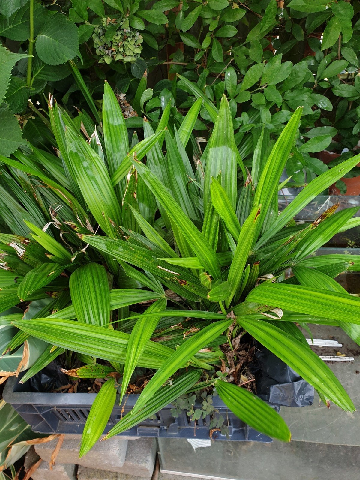 TRACHYCARPUS  FORTENEI, Tuin en Terras, Ophalen