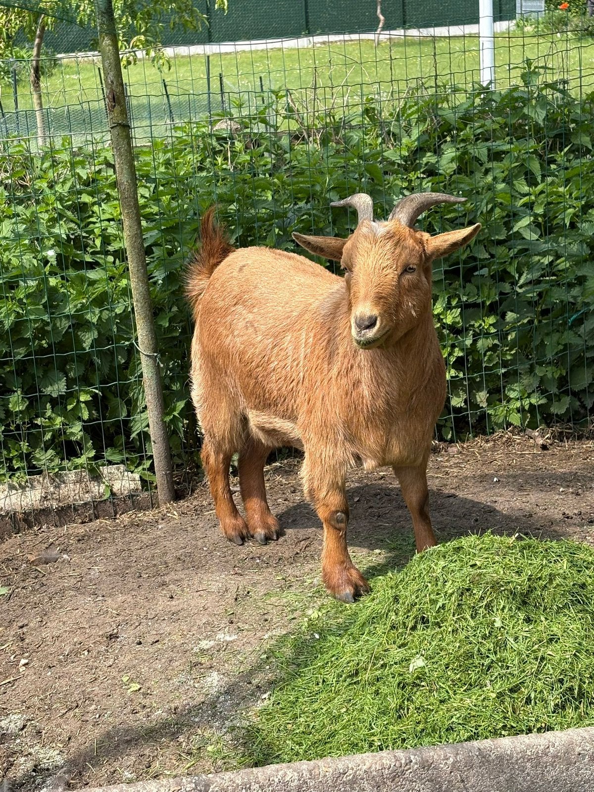 2 geitjes