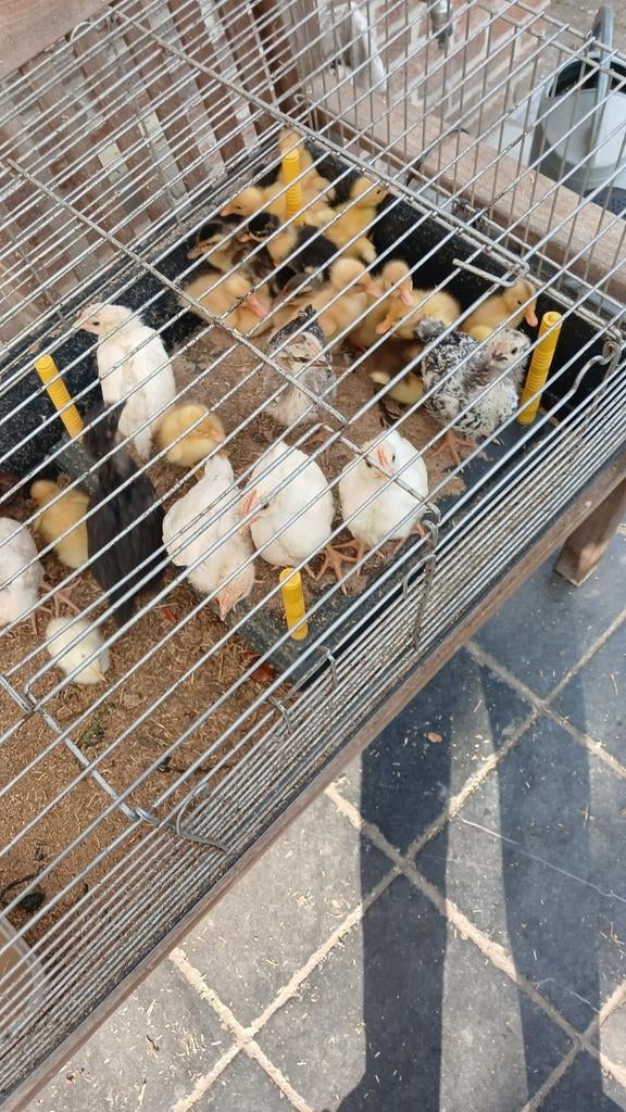 Kuikens kippen en loopeeneen te koop, Dieren en Toebehoren