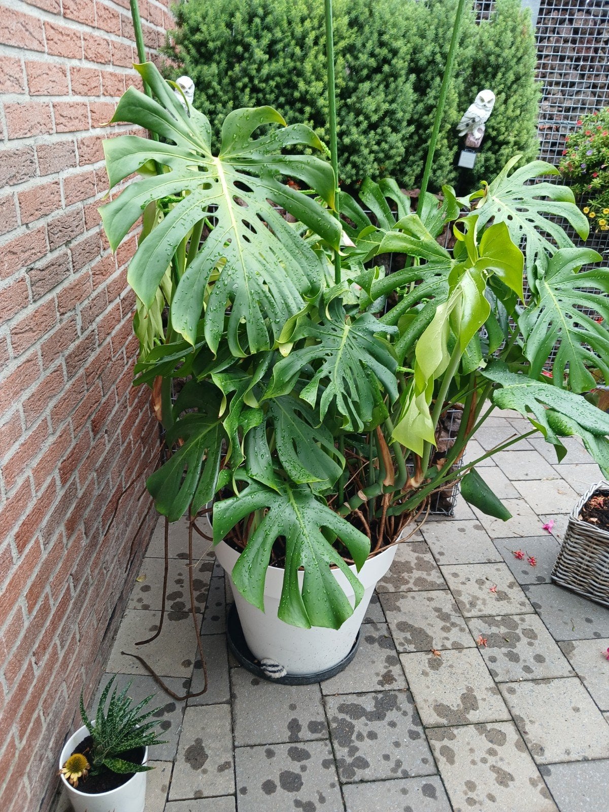 bloem monstera, Tuin en Terras, Ophalen, Vaste plant, Overige soorten