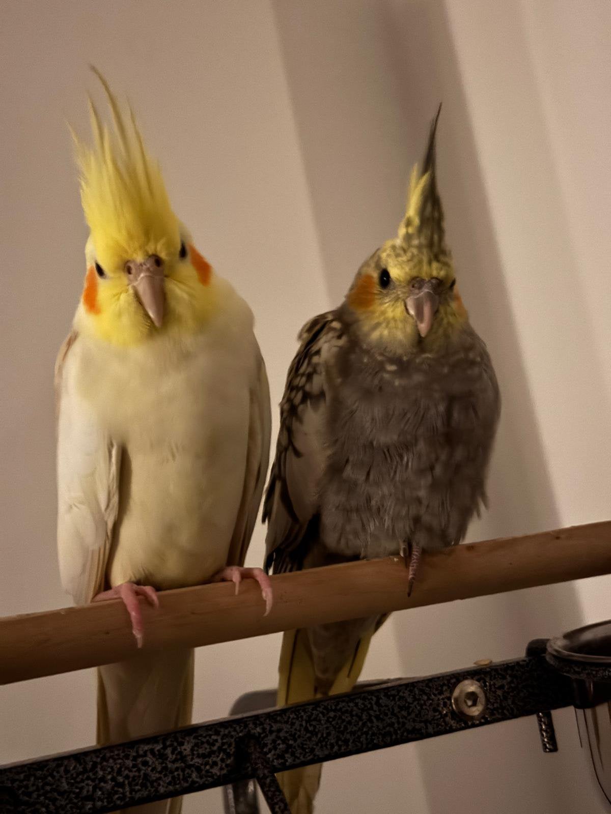 3 tamme valkparkietjes 5m oud zoeken een liefdevol thuis
