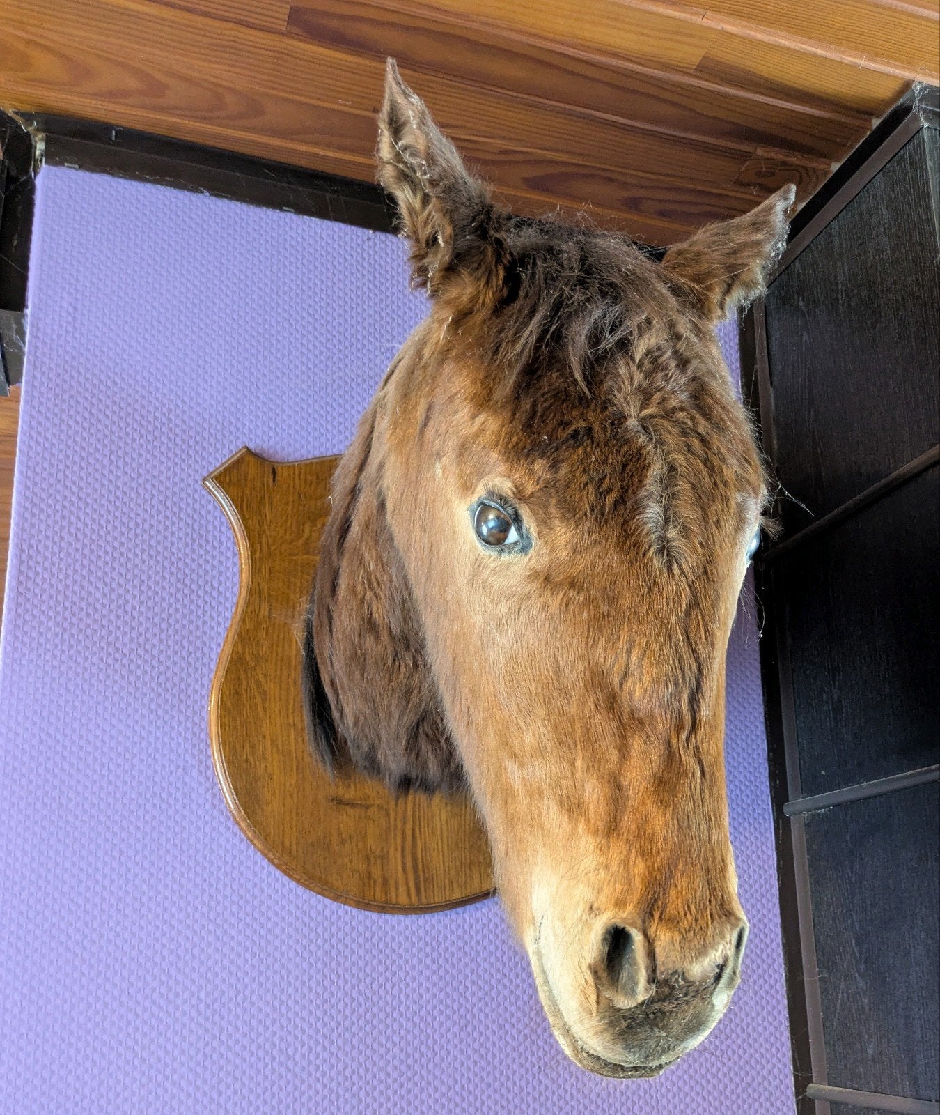 Vintage paardenhoofd - taxidermie, Antiek en Kunst, Ophalen