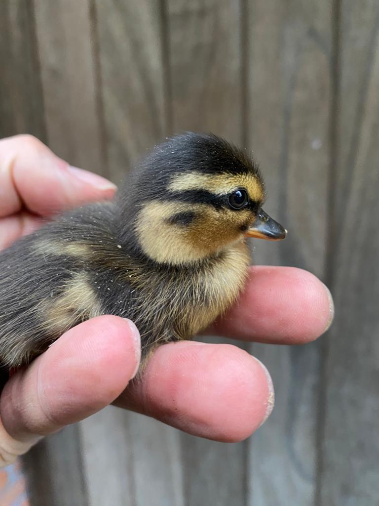 Kuikens Hollandse kwakers, Dieren en Toebehoren, Geslacht onbekend, Eend