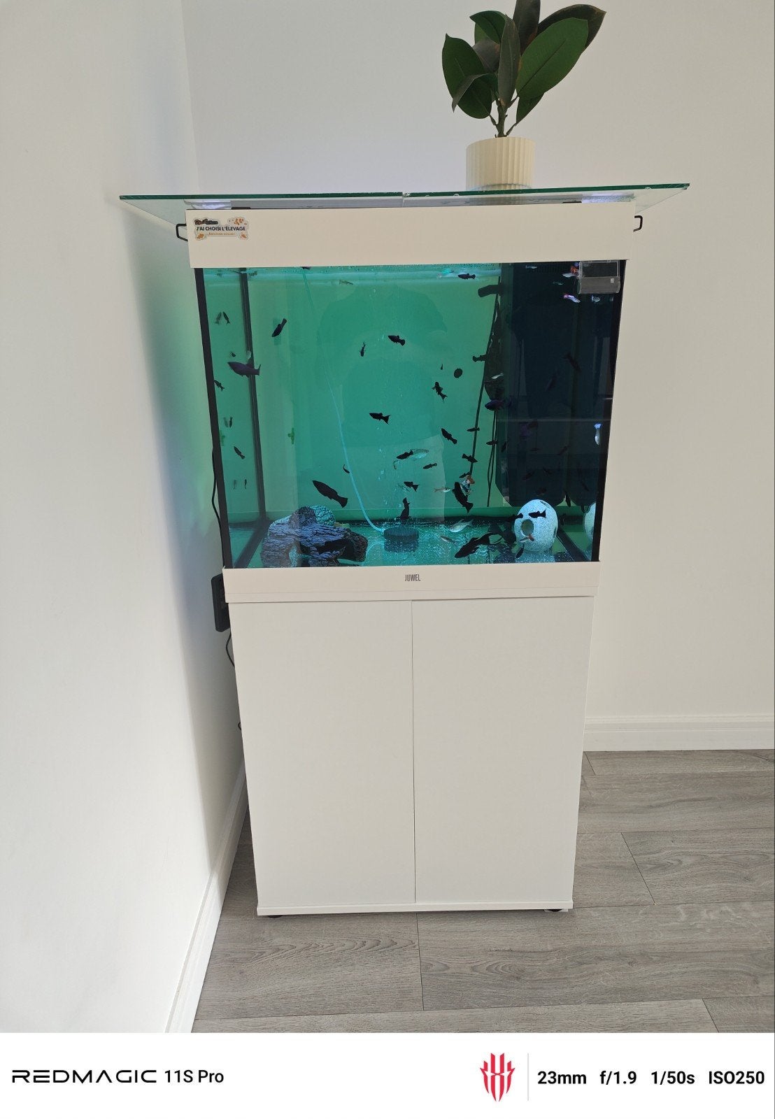 À vendre – Aquarium JUWEL 200 litres complet – 200 €, Pompe, Aquarium d'eau douce rempli, Enlèvement, Utilisé