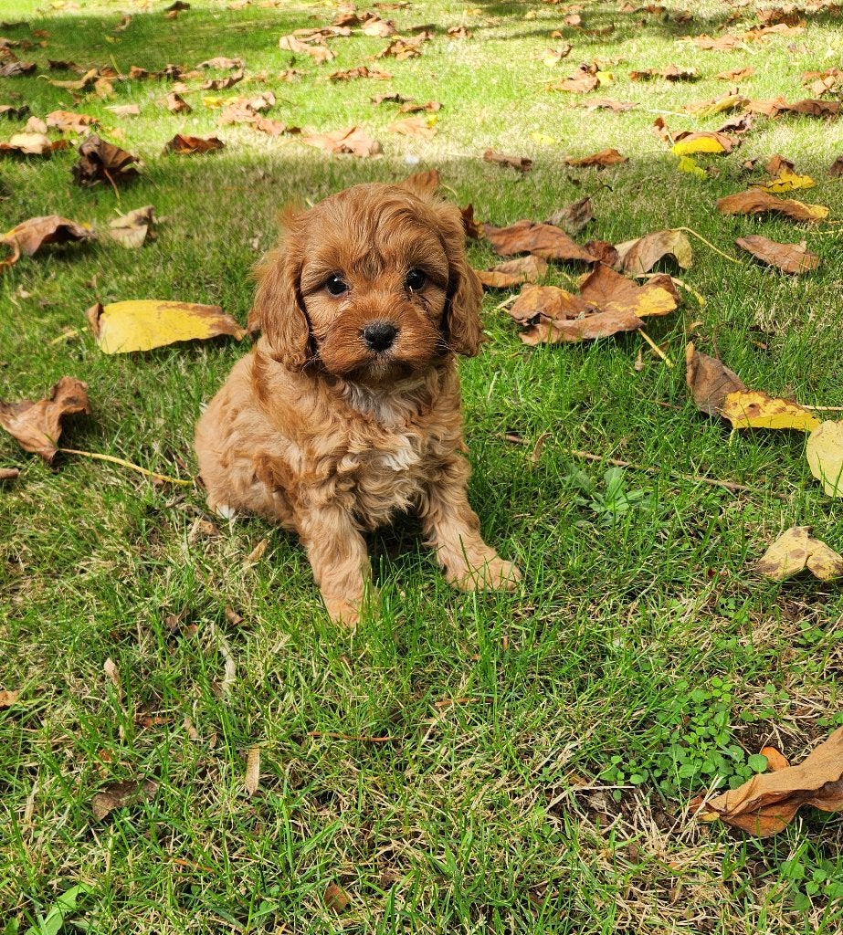 Cavapoo pups te koop, Dieren en Toebehoren, België, CDV (hondenziekte), 8 tot 15 weken, Meerdere