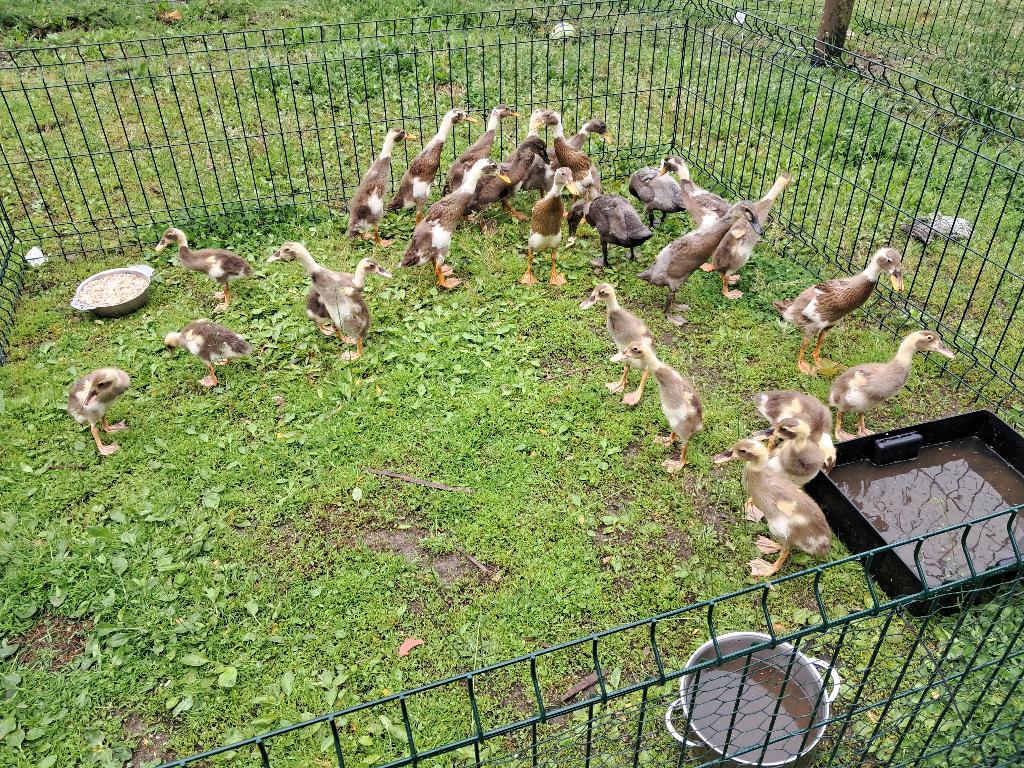 Indische loopeendjes, Dieren en Toebehoren, Geslacht onbekend, Eend