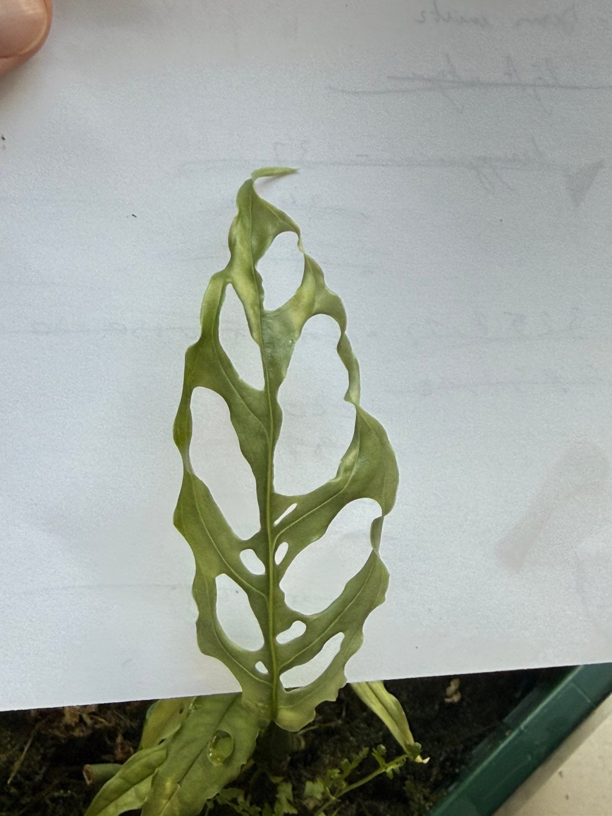 Monstera obliqua « Peru » boutures enracinées, Autres espèces, Moins de 100 cm, Enlèvement, Plante verte