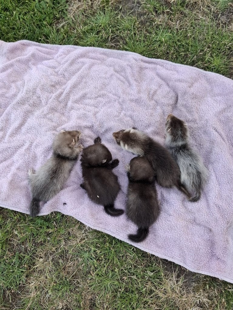 Frettenpups, Dieren en Toebehoren, Knaagdieren, Fret, Mei, Meerdere dieren, Tam
