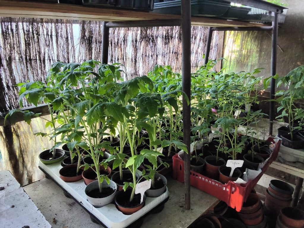 Plants bio tomates(5+1 gratis) potimarons /potirons/Tagètes, Enlèvement, Annuelle, Plantes potagères, Plein soleil