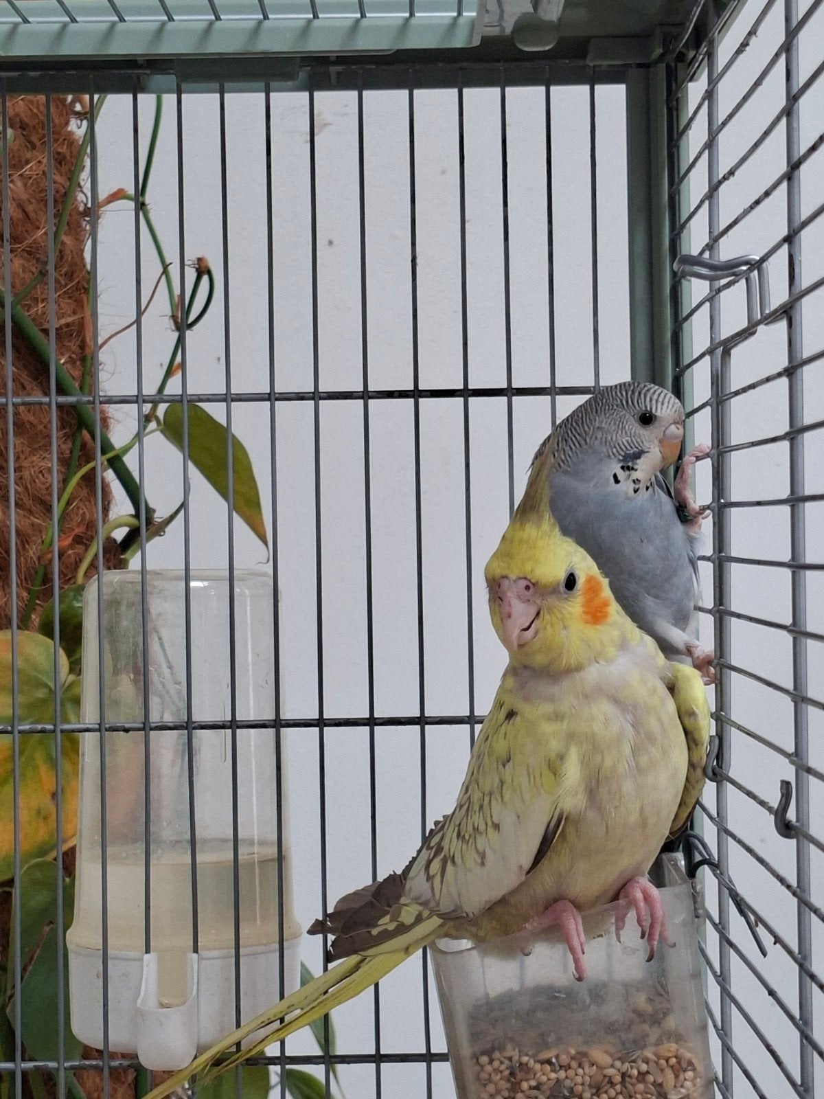 Jeunes calopsittes, Plusieurs animaux, Perruche