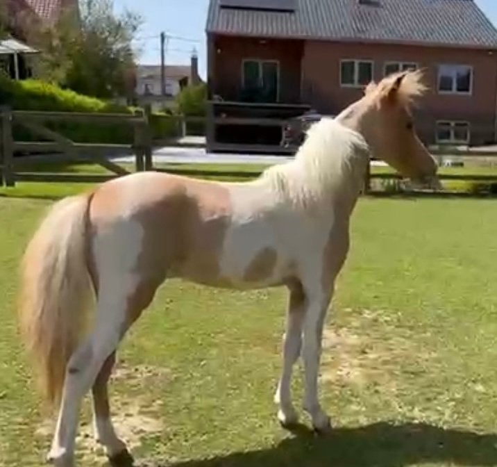 Amerikaans miniatuur jaarling hengste, Dieren en Toebehoren, Hengst, Onbeleerd, Met stamboom, 0 tot 2 jaar