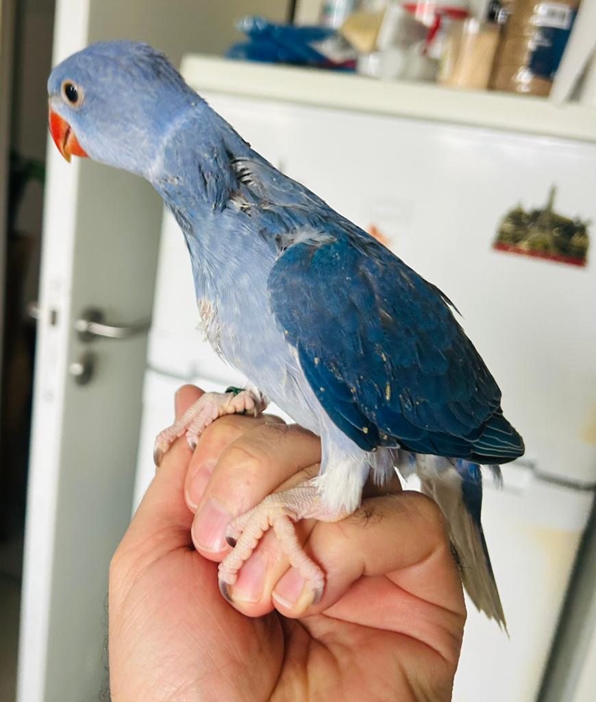 Handtamme jonge halsbandparkieten Violet witekop witstaart, Dieren en Toebehoren, Vogels | Parkieten en Papegaaien, Geslacht onbekend