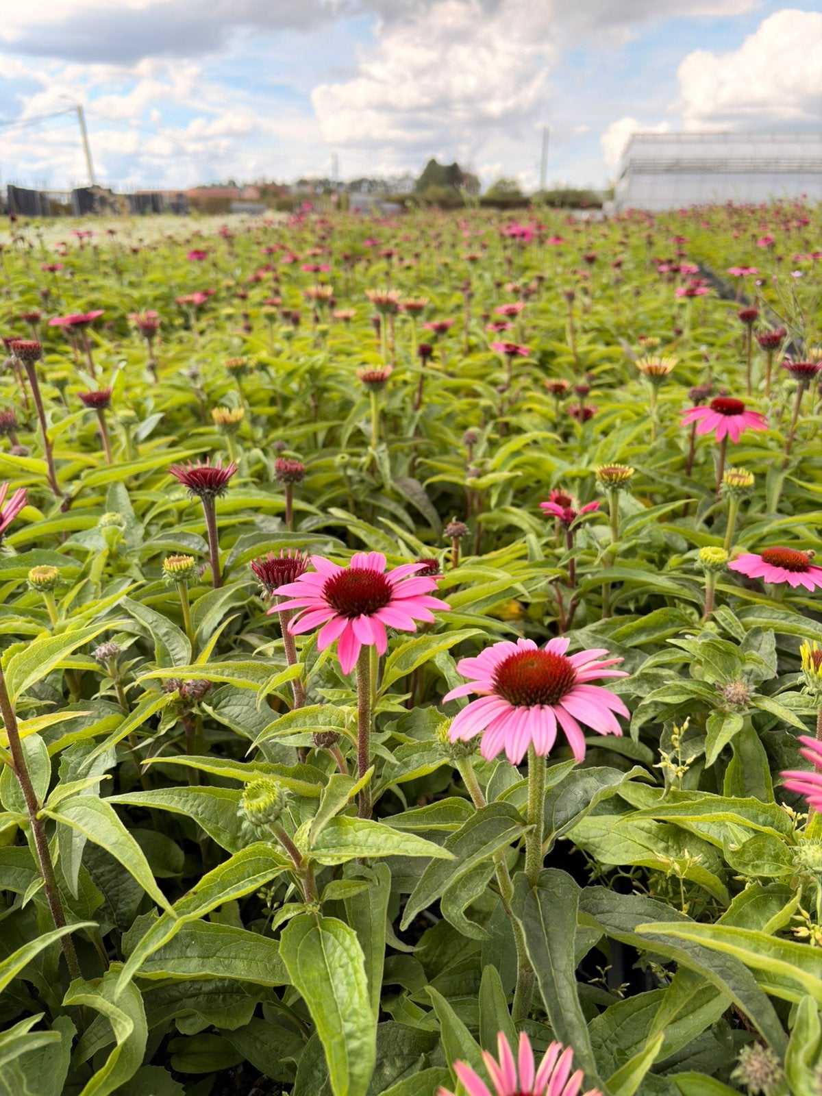 Echinacea magnus, Ophalen, Zomer, Vaste plant, Volle zon