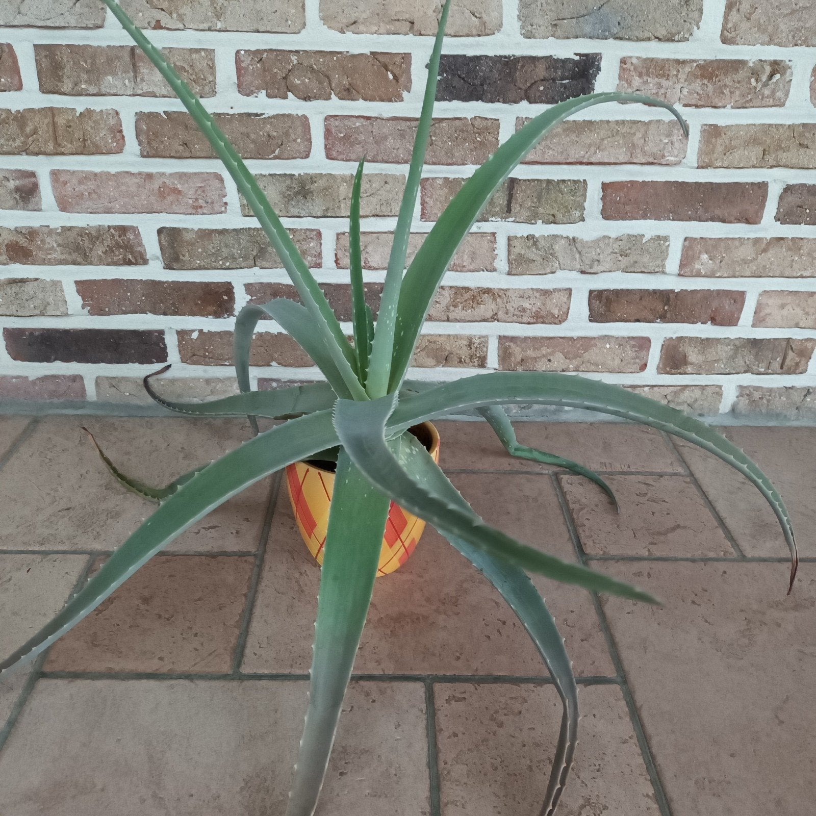 Aloe vera in pot, Huis en Inrichting, Kamerplanten, Ophalen