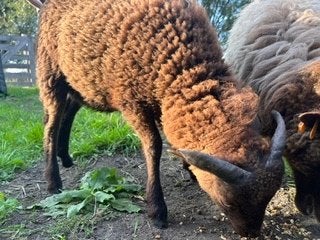 Ouessant bruin, rammetje, Dieren en Toebehoren, Juli, Mannelijk