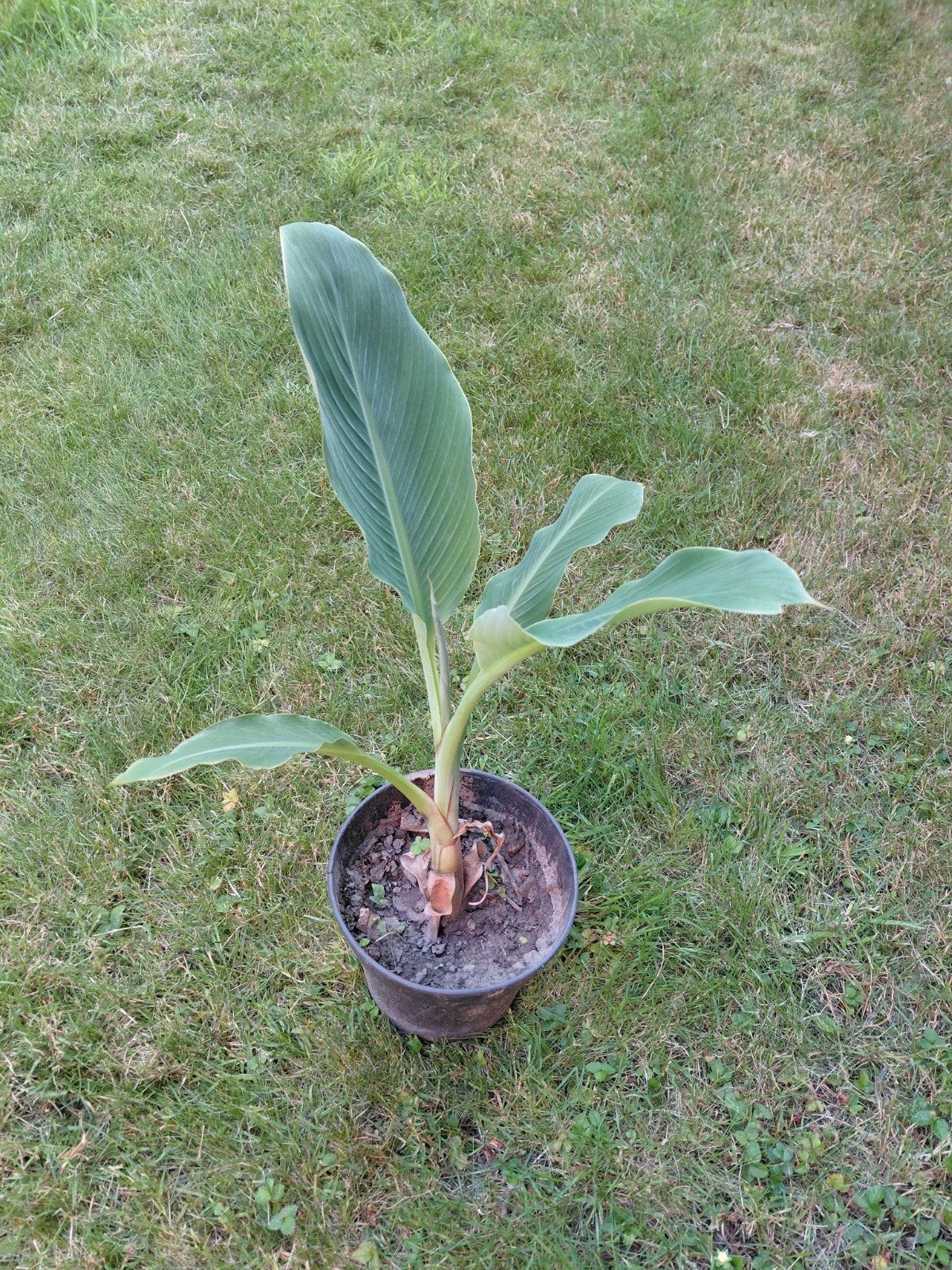 Lotus de bananier, Enlèvement