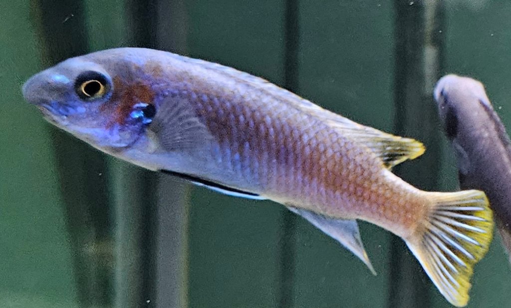 Cichlidé Labeotropheus simoneae katale malawi, Animaux & Accessoires, Poissons | Poissons d'aquarium, Poisson, Poisson d'eau douce
