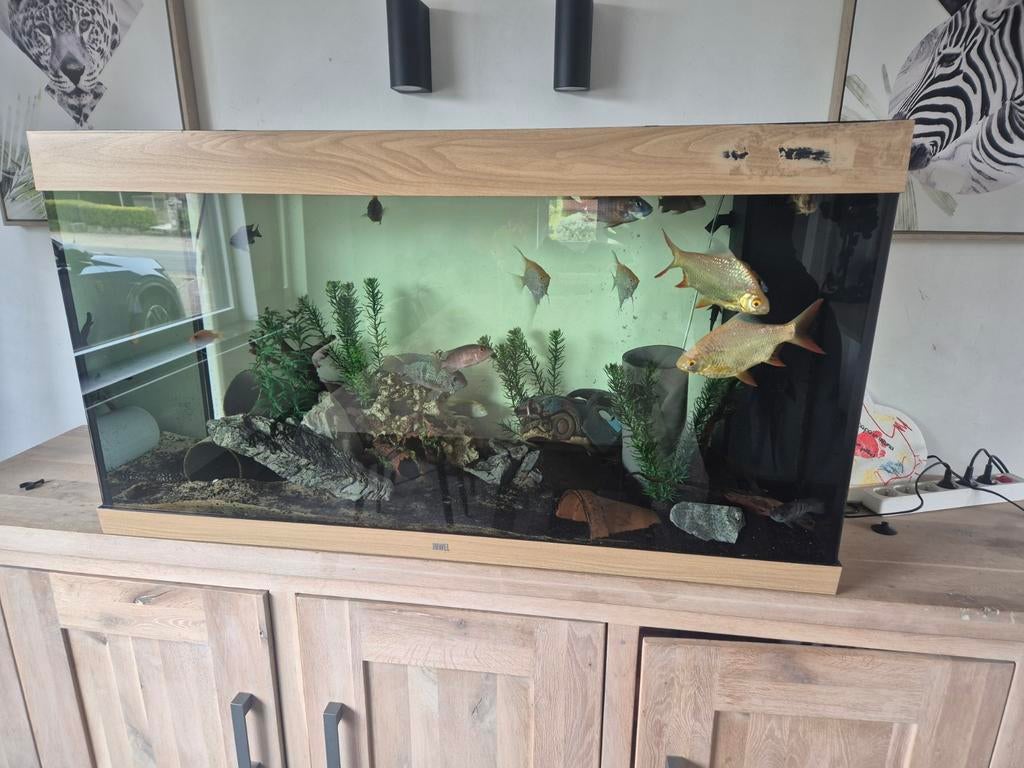 aqarium Juwel, Enlèvement, Filter, Juwel