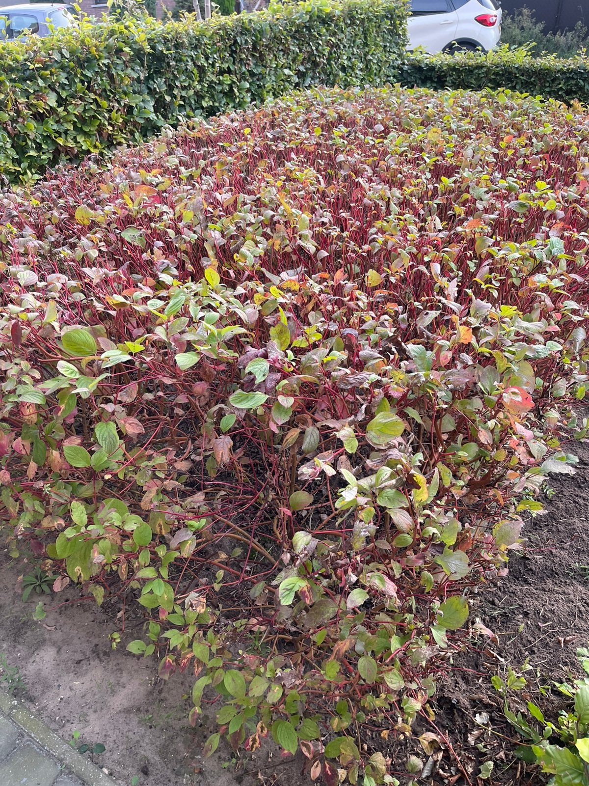 Kornoelje struiken, Ophalen, Haag