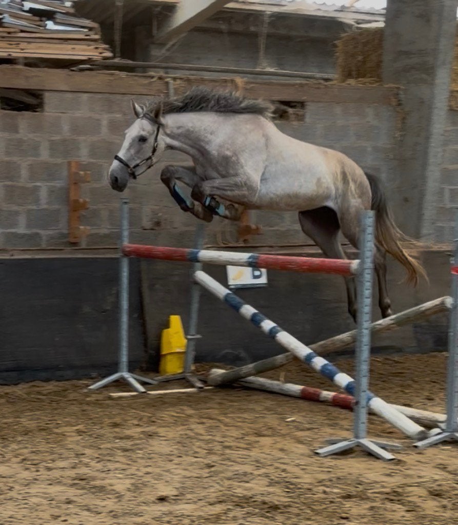 Aanbod +/- 80 paarden en pony’s