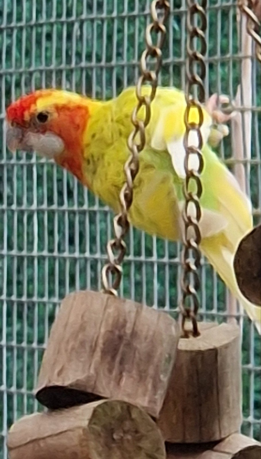 Rosella's '26, Plusieurs animaux, Perruche, Bagué