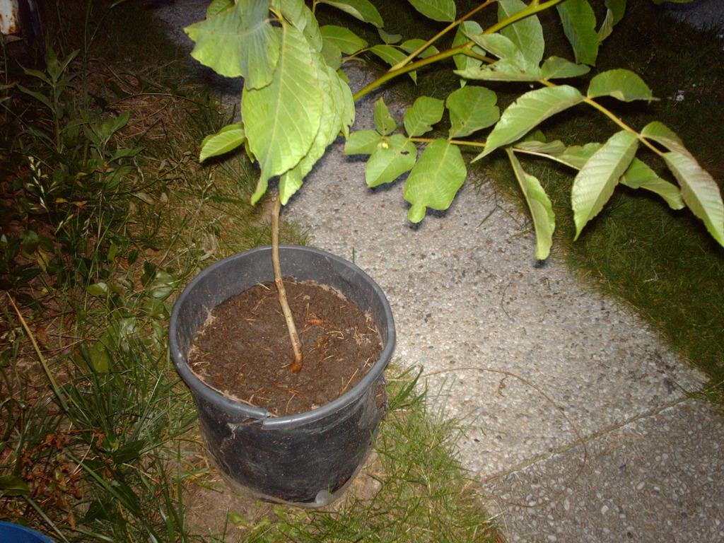 notenboom, Tuin en Terras, Ophalen of Verzenden