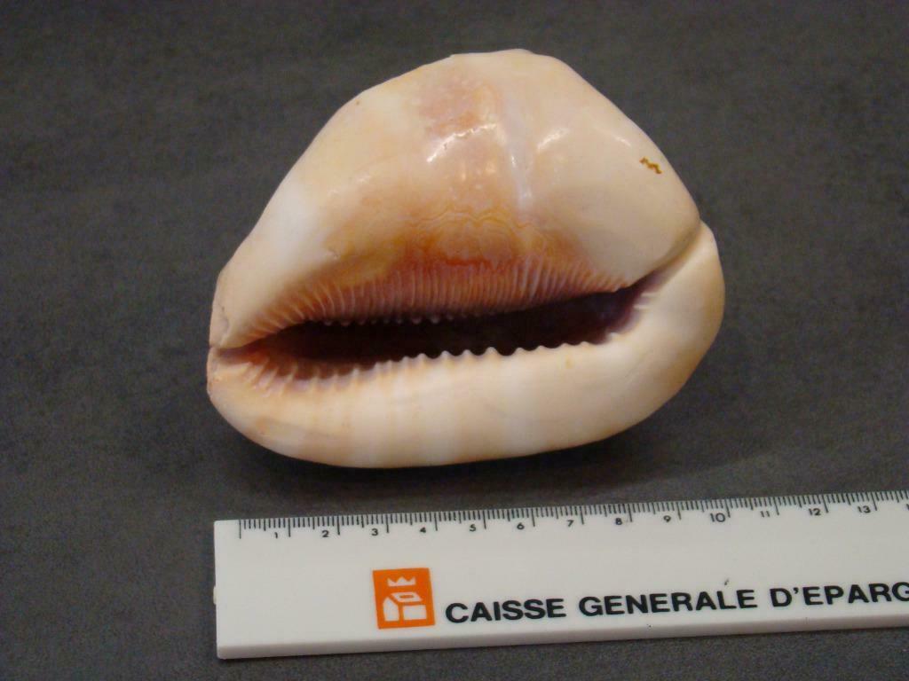 Coquillage décoratif Cypraecassis, Ophalen of Verzenden