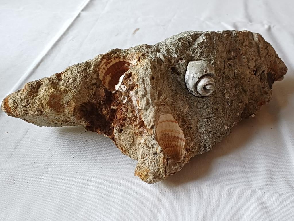 Gastropode in moedergesteente, Verzamelen, Ophalen of Verzenden, Fossiel
