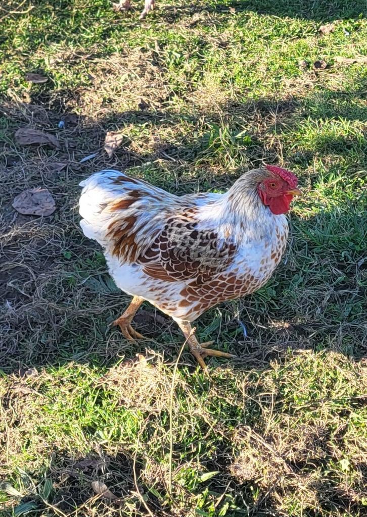 Coq wyandotte naine doré liseré blanc, Animaux & Accessoires