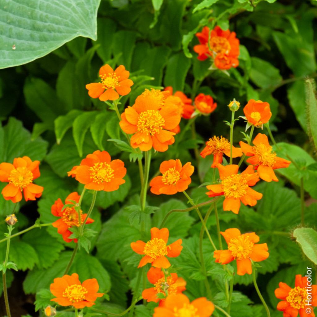 Benoîte à fleurs orangées -  pot 14 cm, Ophalen, Bodembedekkers, Vaste plant, Halfschaduw