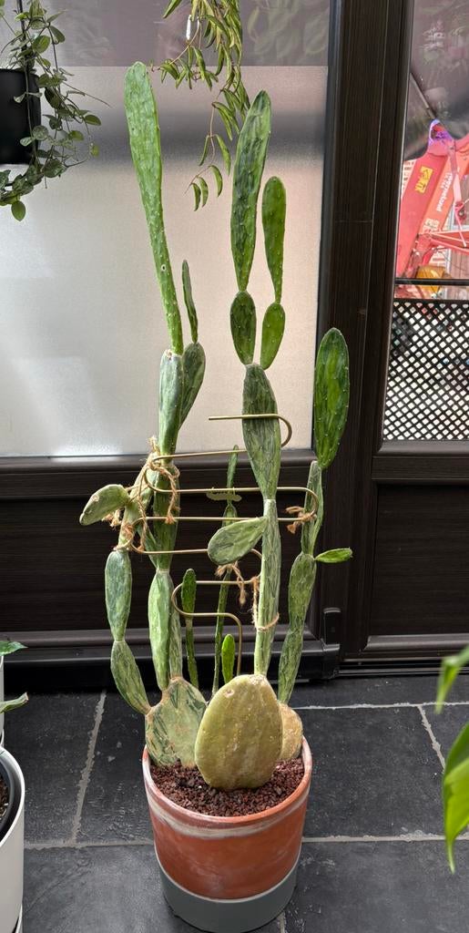 Cactus Opuntia Cochenillifera variegata, Enlèvement, Cactus