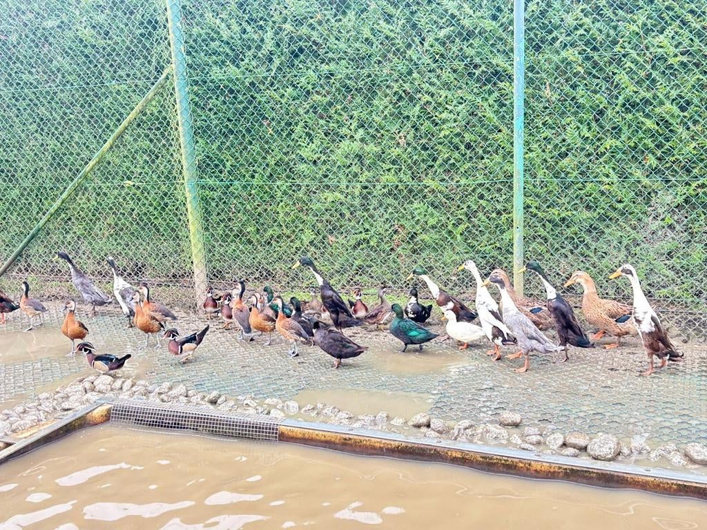 Ruime keuze eenden, vele soorten, Meerdere dieren, Eend