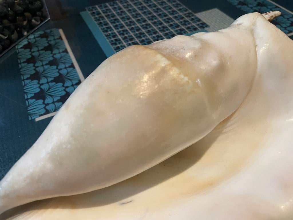 Coquillages, Ophalen of Verzenden, Schelp(en)