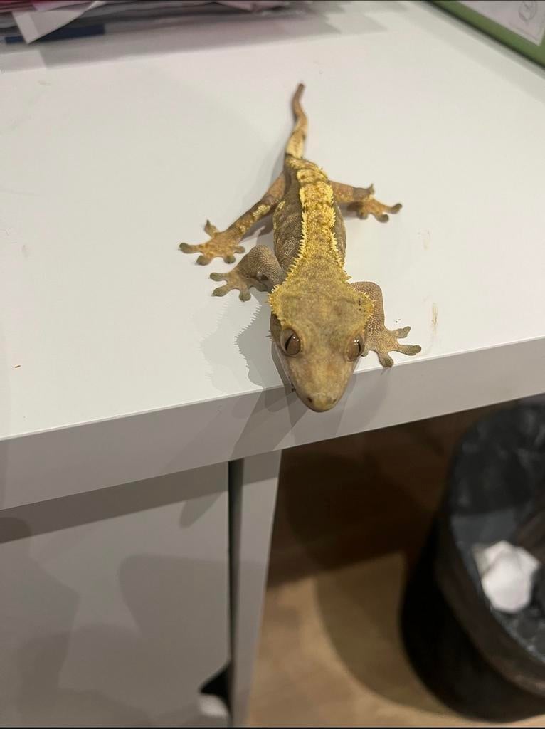 Couple reproducteur de gecko à crête, September, Meerdere dieren