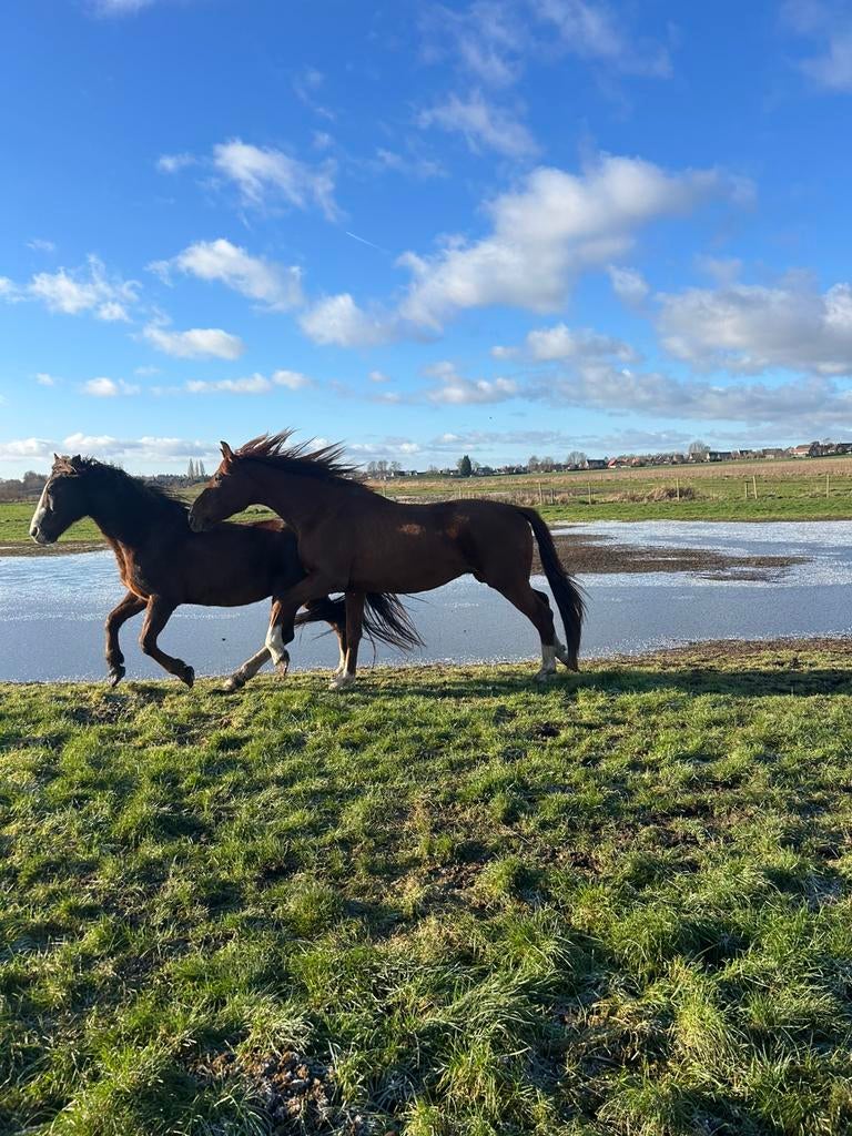 Prachtige 4 jarige hengst - nog niet zadelmak, Dieren en Toebehoren, Paarden, Hengst, Zadelmak