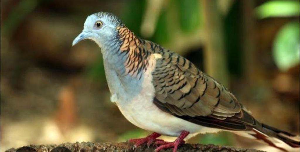 Male humerale, Dieren en Toebehoren, Pluimvee
