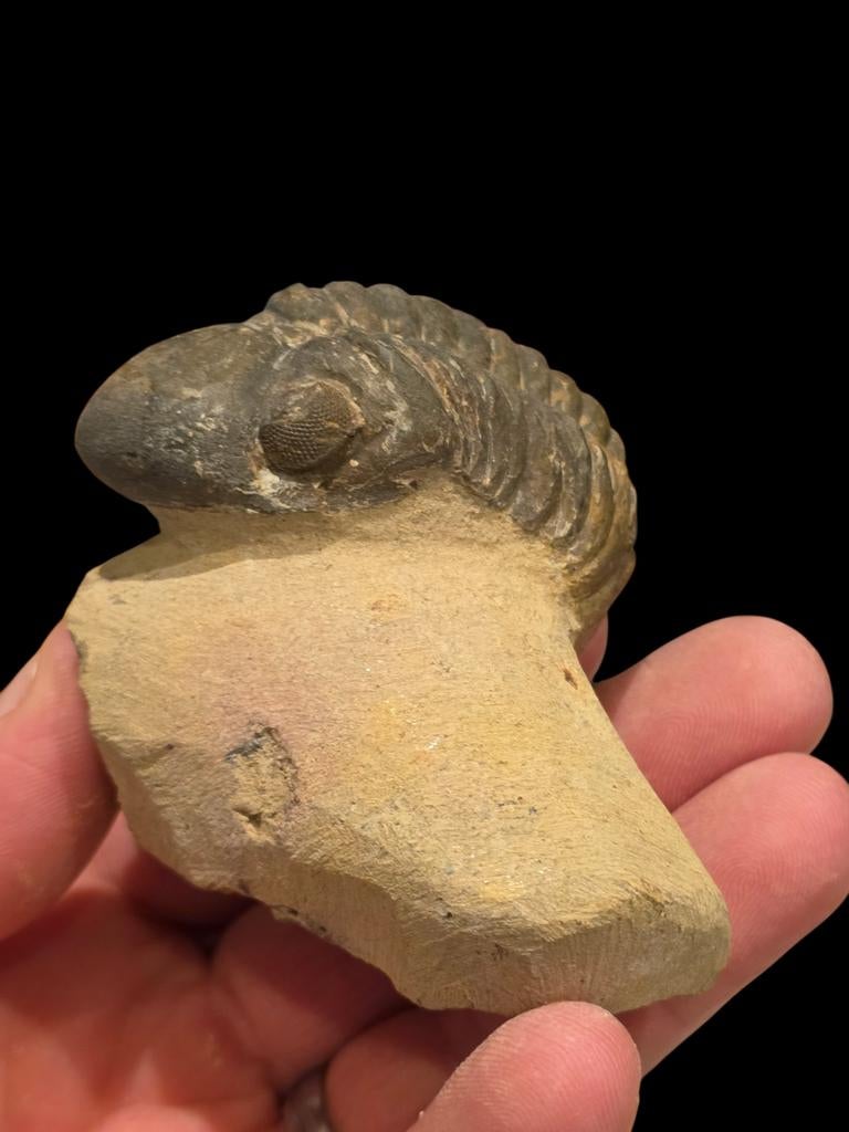 Prachtige trilobiet uit marokko 7,2 cm matrix., Verzamelen, Mineralen en Fossielen, Ophalen of Verzenden, Fossiel