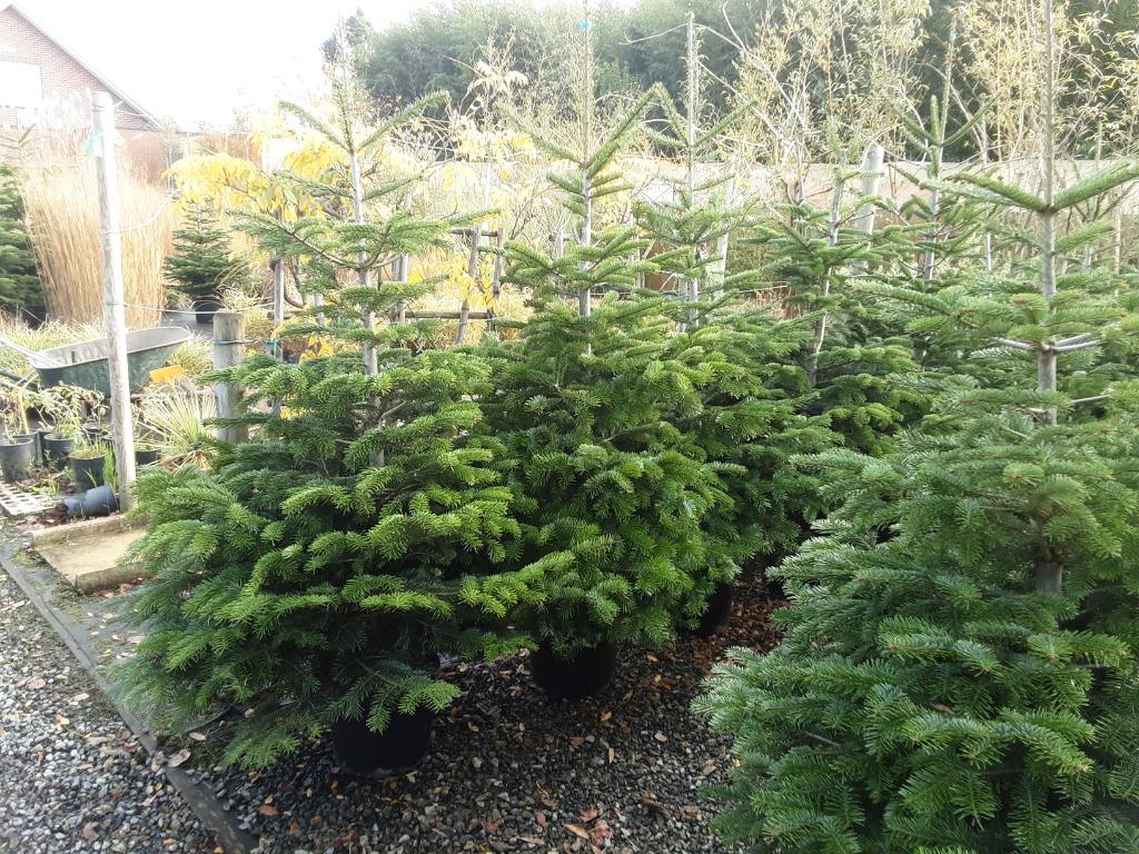 kerst  bomen  op voorraad   19/11/2025, Ophalen, Nieuw