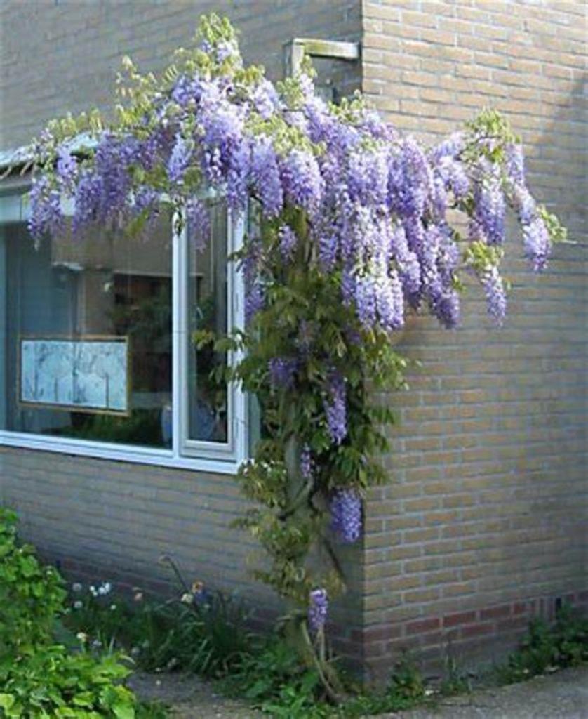 Zeer mooie BLAUWE REGEN (Wisteria), in pot, 1 Mtr, 16€/stuk, Tuin en Terras, Volle zon, Vaste plant, Ophalen of Verzenden, Klimplanten