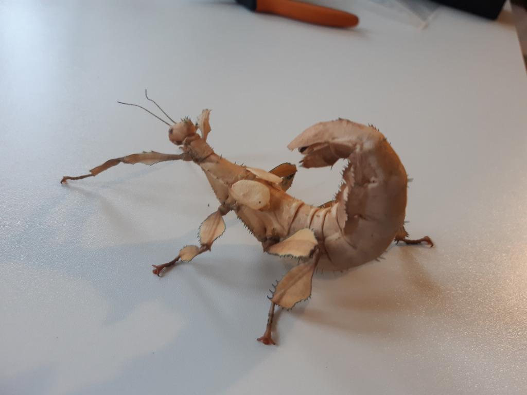 Eitjes wandelende tak (Extatosoma tiaratum), Wandelende tak