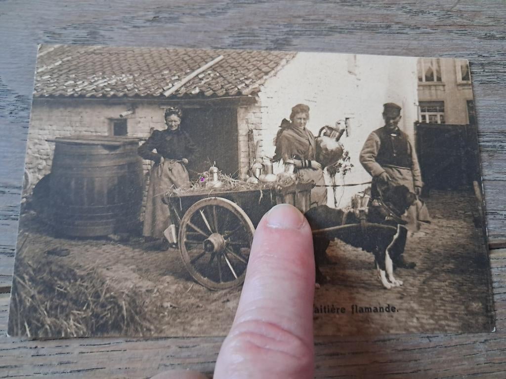 Onbeschreven pk met hondenkar : Vlaamse melkbedeling, Ophalen of Verzenden
