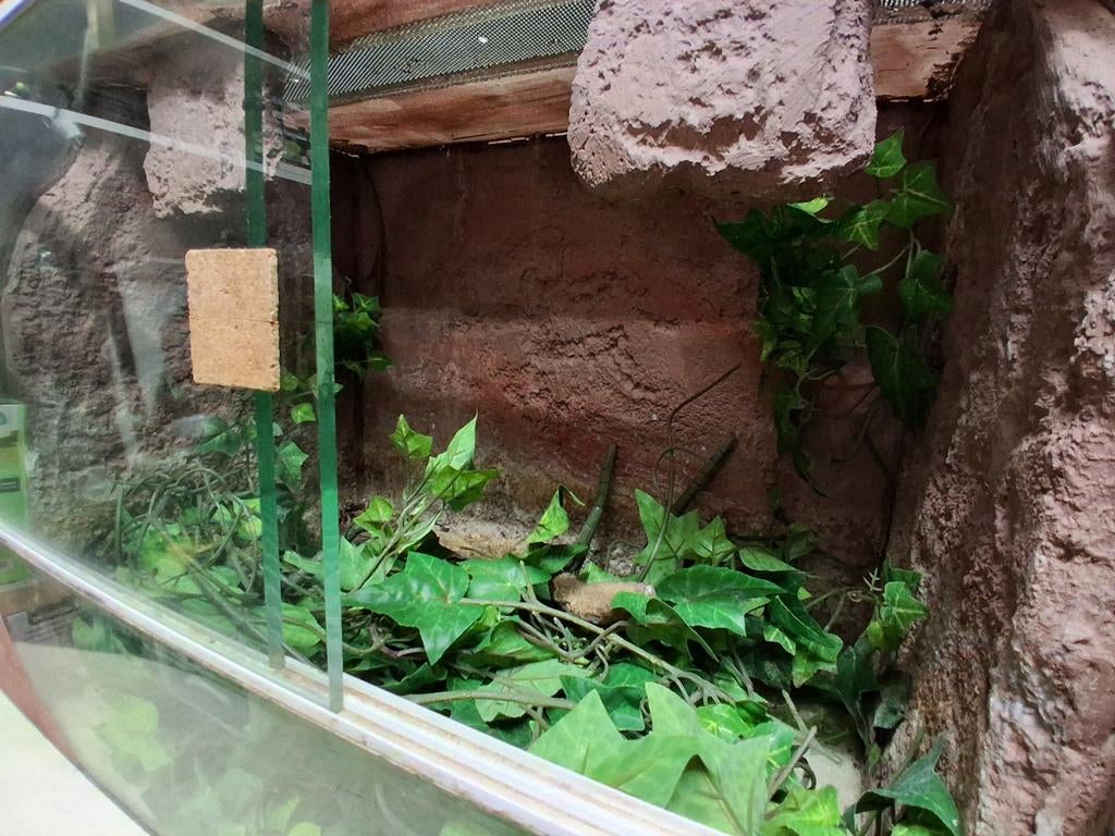 Terrarium, Dieren en Toebehoren, Ophalen, Gebruikt, Terrarium of Paludarium