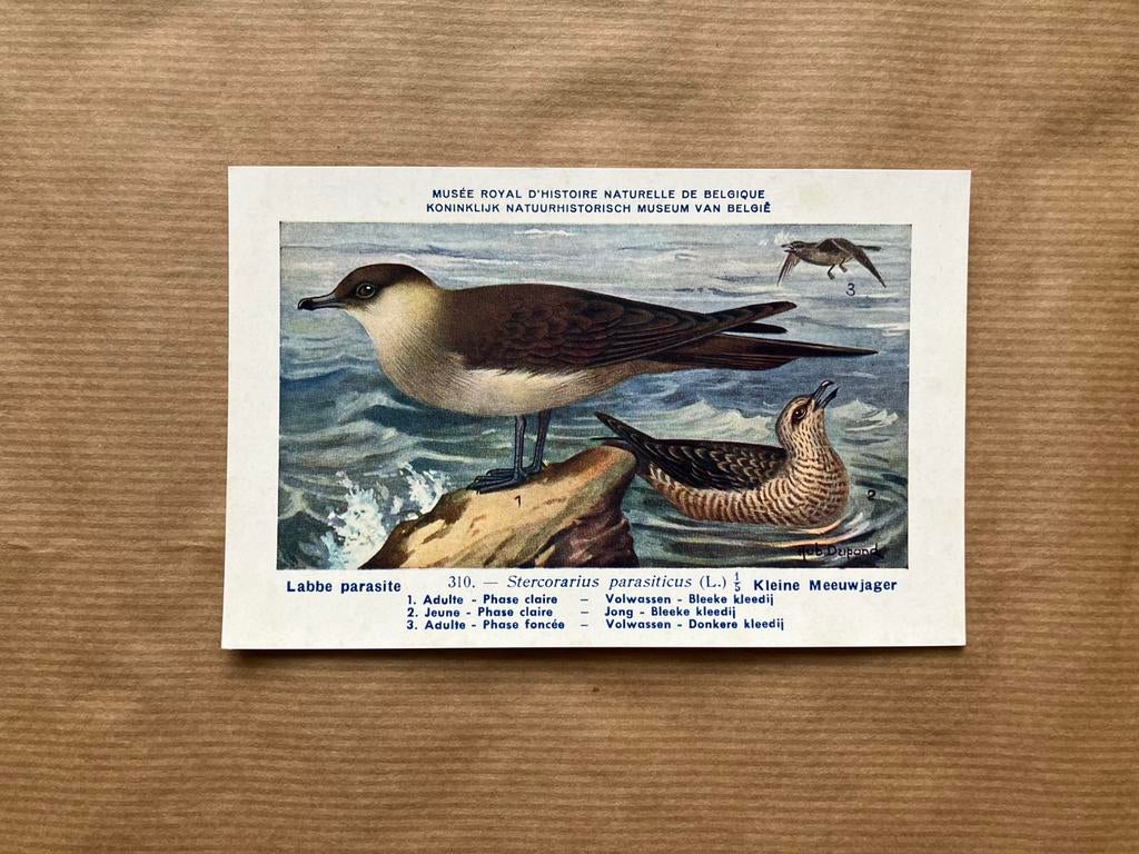 Vogels der Belgische Fauna Nr. 310 Kleine Meeuwjager, Verzamelen, Ophalen of Verzenden, Ongelopen, Vogel