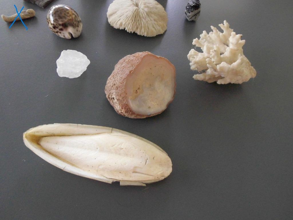 LOT van 10 stuks schelpen, koraal..., Ophalen of Verzenden, Schelp(en)