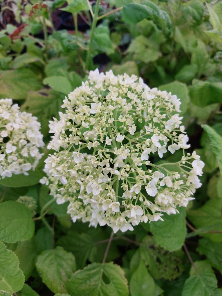 Hortensia 'Annabelle' struik met witte bloemen, Tuin en Terras, Volle zon, Vaste plant, Zomer, Ophalen