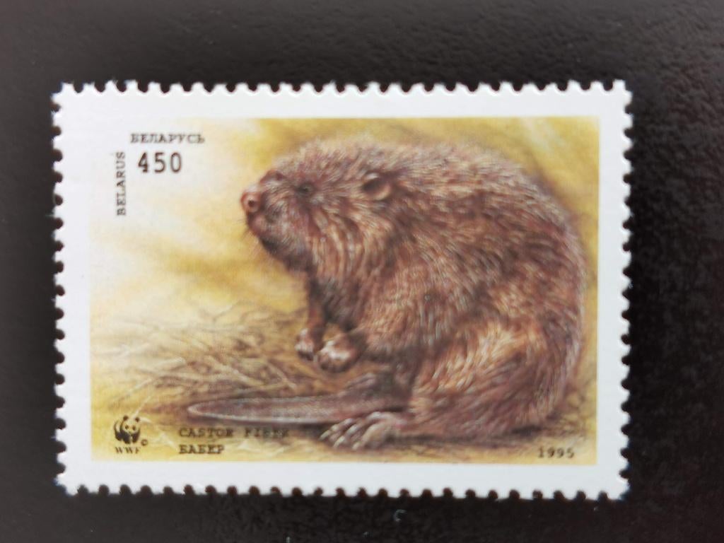 Bélarus 1995 - vie sauvage - castor **, Enlèvement ou Envoi, Autres pays, Non oblitéré